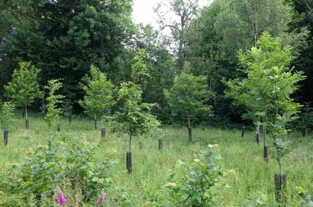 Entretien de la vigne